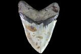 Fossil Megalodon Tooth - Massive Tooth #86501-2